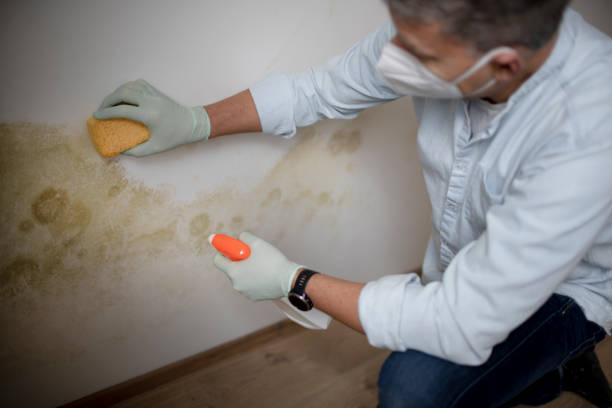 Best Local Mold Removal Service  in Travelers Rest, SC