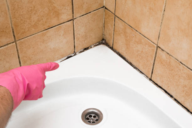 Best Commercial Mold Removal  in Travelers Rest, SC