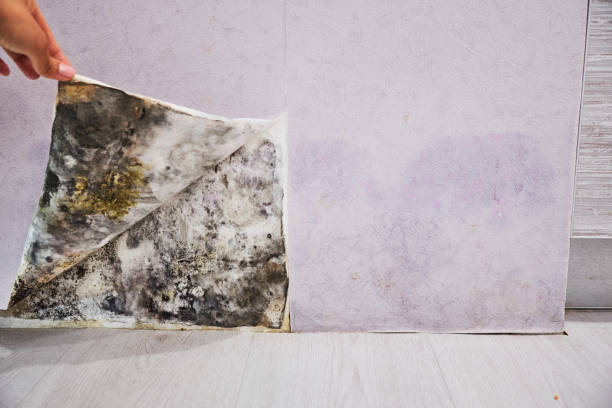 Best Crawl Space Mold Removal  in Travelers Rest, SC